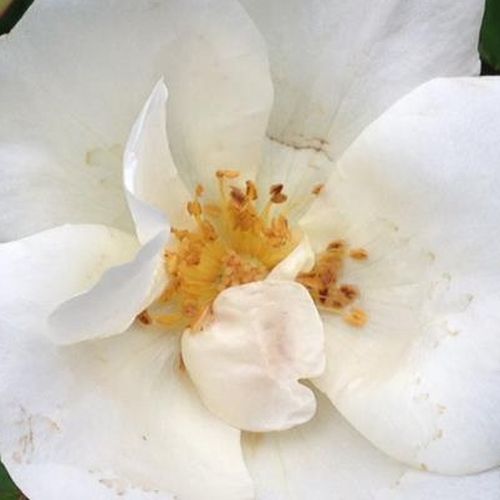 Crèmewit - floribunda roos